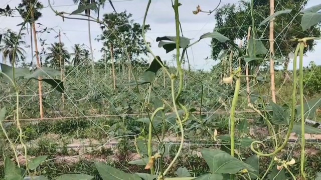 สงขลา-เกษตรกรเมืองสงขลา ทยอยเก็บผลผลิตพืชหลังนา ก่อนเข้าฤดูทำนารอบใหม่