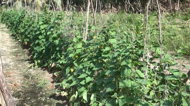 สงขลา-เกษตรกรอำเภอสทิงพระเก็บเกี่ยวผลผลิตแตงกวาวันแรก หลังจากใช้เวลาปลูก 35 วัน ส่งขายสร้างรายได้เลี้ยงครอบครัว