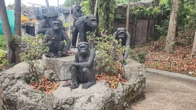 สงขลา-สวนสัตว์สงขลา จัดกิจกรรมสุดพิเศษฉลองวันเกิดครบ 29 ปี 15 สิงหาคม 2568 ให้กับ พี่จ้อน ลิงชิมแปนซี เพศผู้ ดาราหนุ่มสัตว์เด่นแห่งสวนสัตว์สงขลา