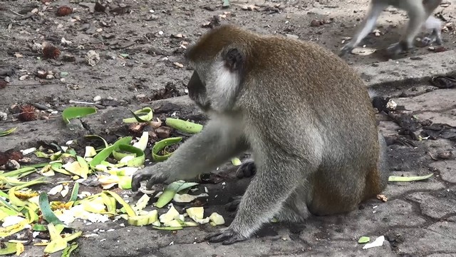 สงขลา-ลิงและนกพิราบเริ่มขาดแคลนอาหาร หลังจังหวัดสงขลาสภาพอากาศมีฝนตกลงมาตั้งแต่ย่ำรุ่งต่อเนื่อง