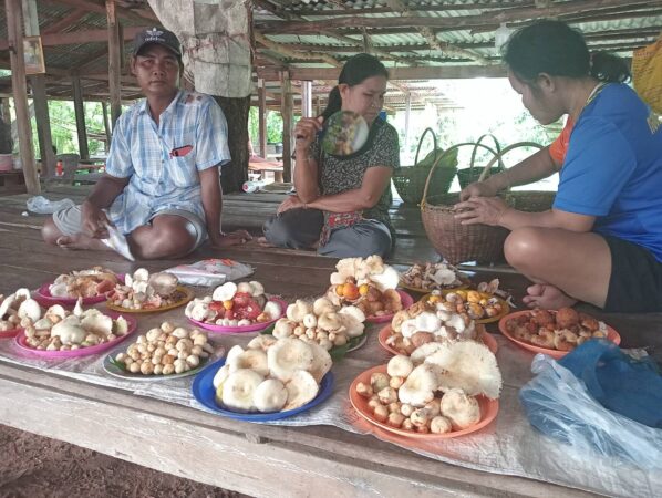 กาฬสินธุ์ตลาดเห็ดป่าซบเซารายได้ลดวูบจากเดือนละ 3 หมื่นบาทเหลือเพียงเดือนละ 6 พันบาท