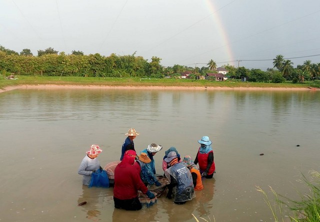กาฬสินธุ์ชาวบ้านผวาน้ำป่าดงระแนงท่วมบ่อกุ้งเร่งเก็บผลผลิตก่อนเสียหาย