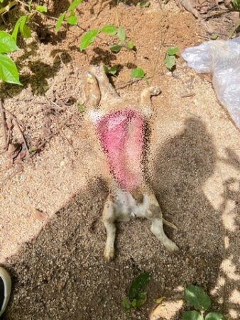 สงขลา-สุดเหี้ยม! คว้านไส้ลูกสุนัข 3 ตัว ที่หาดใหญ่ เดอะโฮปสงขลาตั้งรางวัลนำจับ 20,000 บาท