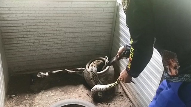 สงขลา-งูเหลือม”หิวโซ”บุกเขมือบไก่ชน ถึงเล้าไก่ แจ้งทีมปราบอสรพิษ อาสาพิทักษ์งู จ.สงขลา มาจับ