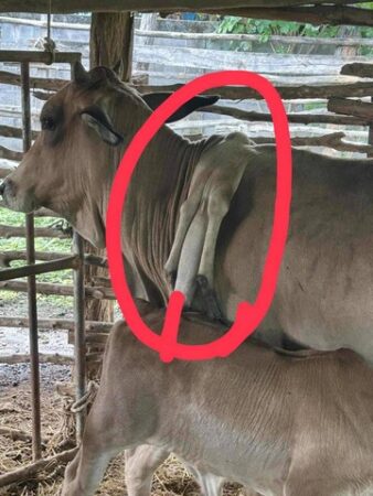 เชียงใหม่-พบวัวประหลาดหกขา พร้อมตั้งชื่อใหม่ “ แม่ถุงทอง” ที่ลำปาง เตรียมย้ายมาอยู่เชียงใหม่