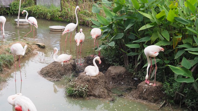 สวนสัตว์ขอนแก่น เพาะขยายพันธุ์ “นกฟลามิงโก้ใหญ่” สำเร็จเป็นครั้งแรก!!