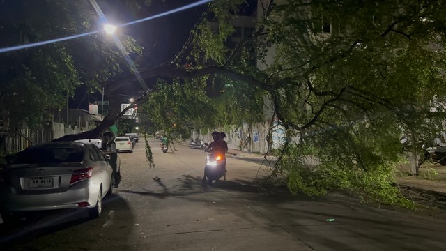 ชลบุรี-ต้นมะขามเทศยักษ์ โค่นขวางถนนหลังฝนตกติดต่อหลายวัน