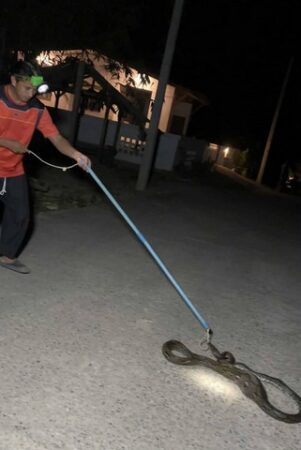 เหลือมเกือบ 4 เมตร บุกกินไก่ถึงหน้าบ้าน ร้อนถึง ทีมอาสาพิทักษ์งู ต้องมาจับ