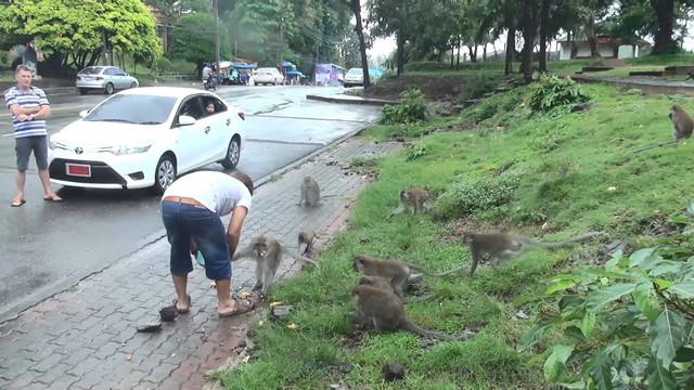 สงขลา-ลิงเขาน้อยและเขาตังกวน รวมทั้งนกพิราบ เริ่มขาดแคลนอาหาร หลังจังหวัดสงขลามีฝนตกทุกวัน
