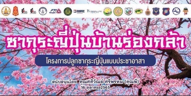 พิษณุโลก ซากุระญี่ปุ่นต้นแรกบานกลางสายลมหนาว…ก่อนเวลาแห่งฤดูกาล ✨🌸