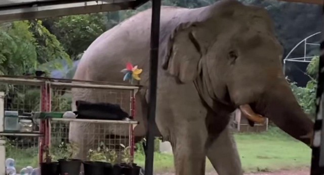 นครนายก คลิปช้างป่าพลายสาริกาหิวแวะร้านขายอาหารตามสั่ง ไม่ทำร้ายใคร ชุดผลักดันไล่เข้าป่า