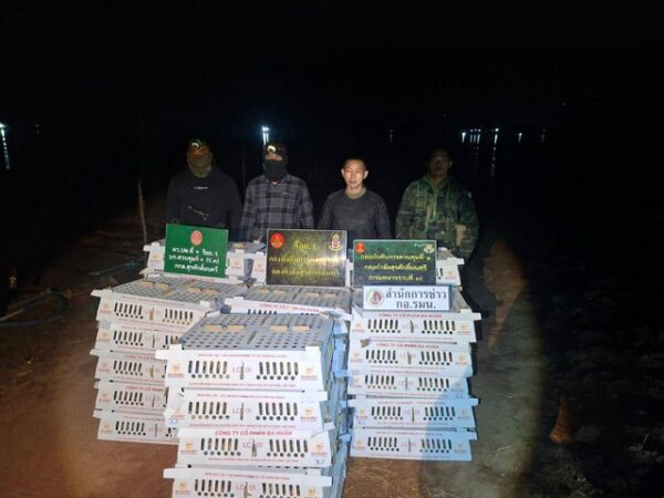 มุกดาหาร -ทหารสกัดจับ! ขบวนการลักลอบขนลูกไก่เวียดนามกว่า 3,700 ตัว หนีภาษีกลางดึกริมโขง