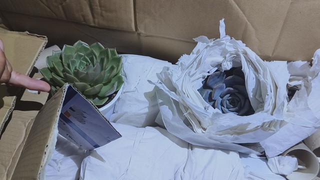 มุกดาหาร-ด่านมุกดาหารตรวจยึดต้นไม้ต้องห้าม จากคณะสายปฏิบัติธรรมเวียดนาม