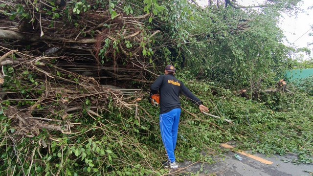 ยโสธร ต้นไทรยักษ์อายุเกือบ 100 ปีล้มขวางถนน