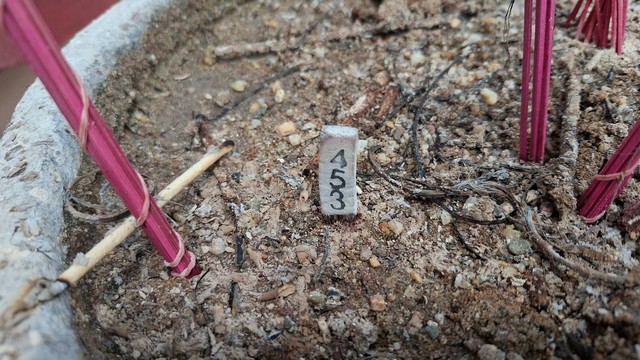 อุตรดิตถ์-ชาวบ้านแก้บนหลังเกิดปาฏิหารย์น้องสาวรอดชีวิตติดเชื้อในกระแสเลือดปางตาย พร้อมขอเลขเด็ด