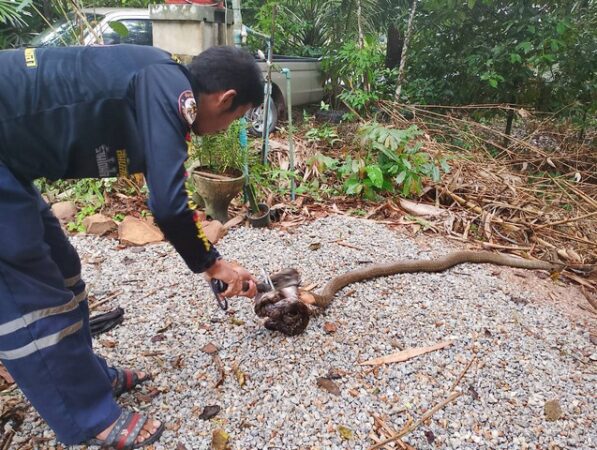 สงขลา-ทีมปราบอสรพิษอาสาพิทักษ์งู จ.สงขลาจงอางยาว 3.10 เมตร เสียท่าถูกเหลือม 2 เมตรกว่ารัดคอ เลื้อยหนีไม่ได้ ทีมปราบอสรพิษอาสาพิทักษ์งู จ.สงขลา ช่วยแยกออก แห่ตีเลขเด็ด