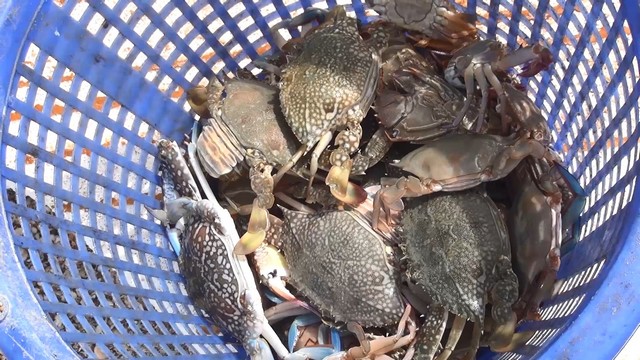 สงขลา-ชาวประมงพื้นบ้านชุมชนบ้านเก้าเส้ง สงขลา ออกทำการประมงวางอวนปูบริเวณชายฝั่งจังหวัดสงขลา