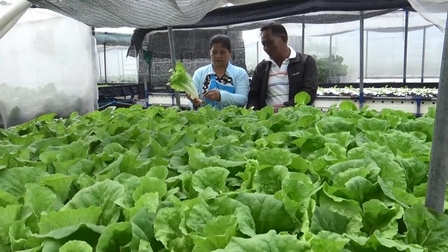 สงขลา-เกษตรกรสองสามีภรรยาเก็บผักกาดขาว และผักคะน้าไฮโดรโปนิกส์ “ผักไร้ดิน” ขาย หลังมีออเดอร์สั่งเข้ามาจากแม่ค้าและลูกค้าที่สั่งจองเข้ามาล่วงหน้า