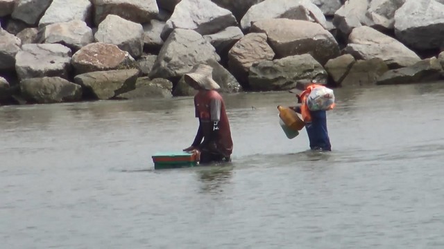 สงขลา-เรือประมงพื้นบ้าน โดยเฉพาะเรืออวนปู ยังออกเรือไปเก็บอวนปูกลางทะเล แม้ว่าในช่วงนี้สภาพอากาศแปรปรวนมา 2-3 วัน