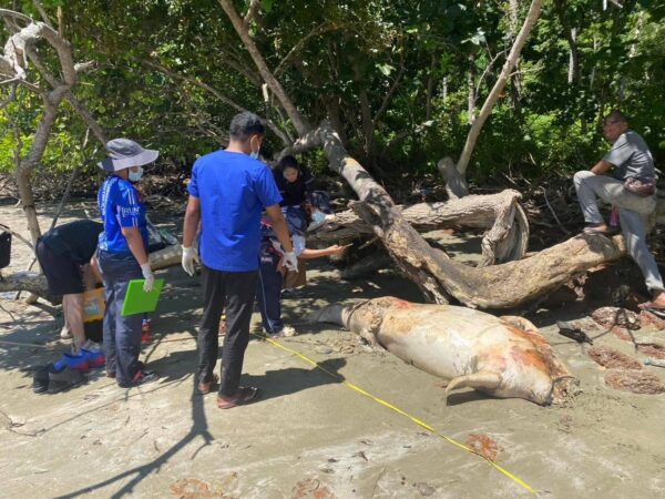 กระบี่-ตั้งชุดปฏิบัติการเฉพาะกิจ( ฉก.)ดูแลคุ้มครองพะยูน ในพื้นที่จังหวัดกระบี่