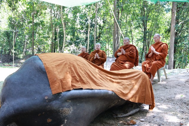 เชียงใหม่-พิธีส่งร่าง “พลายบุญแสน” ช้างมรดกของแผ่นดิน ตระกูลแสน เชือกที่ 10 สิ้นอายุขัยอย่างสงบ ณ ศูนย์อนุรักษ์ช้างไทย จังหวัดลำปาง