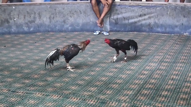 สงขลา-การชนไก่ถือเป็นกีฬาพื้นบ้านที่มีมานานและเป็นการส่งเสริมให้ผู้เลี้ยงไก่ชนมีรายได้และช่วยในการคลายเครียดให้มีความสนุกเพลิดเพลิน
