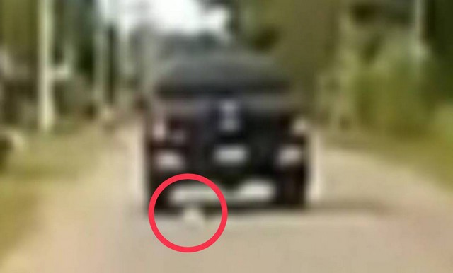 นครนายก – คลิปกล้องหน้ารถ โชคดีน้องแมวรอดตายหวุดหวิด