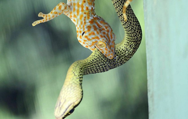 นครนายก คิดว่าจะกินแค่ตับเล่นกินทั้งตัว คลิปงูเขียวกลืนตุ๊กแกทั้งตัว เจ้าของบ้านถ่ายคลิปไว้ พร้อมส่องเลขบ้านใกล้วันหวยออก