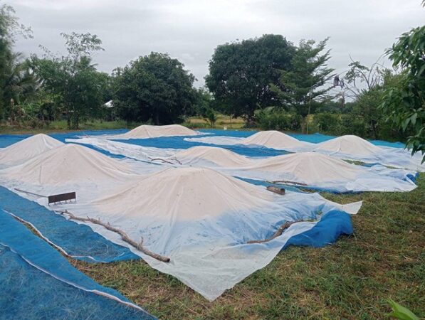 กาฬสินธุ์วิบากกรรมชาวนาปัญหารุมเร่งเก็บเกี่ยวข้าวหนีฝนหลงฤดู