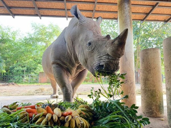 สวนสัตว์เปิดเขาเขียวจัดกิจกรรมฉลองวันเกิด “เจ้าซูดี้” แรดขาวหนุ่มเนื้อหอม อายุครบ 21 ปี