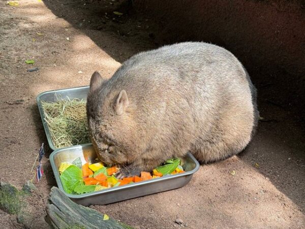 ดาวเด่นน้องใหม่ สวนสัตว์เปิดเขาเขียว “ป้าไอซ่า” วอมแบตอ้วนกลม “หนึ่งเดียว” ในไทย