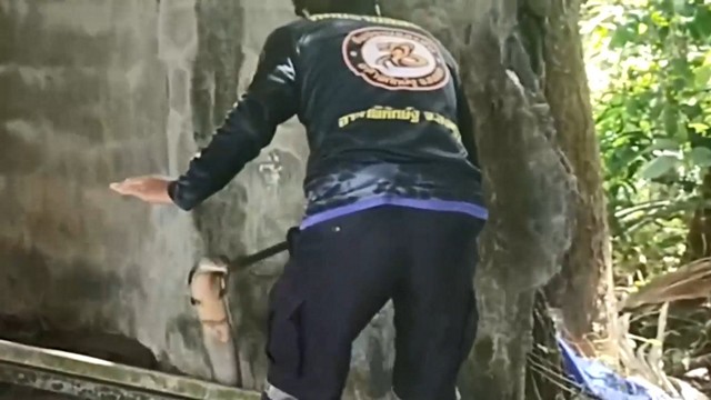 สงขลา-จงอางยักษ์ ชูคอ ขู่ – ไล่ ข้างโถส้วม ร้อนถึงทีมปราบอสรพิษฯมาจับด้วยมือเปล่า