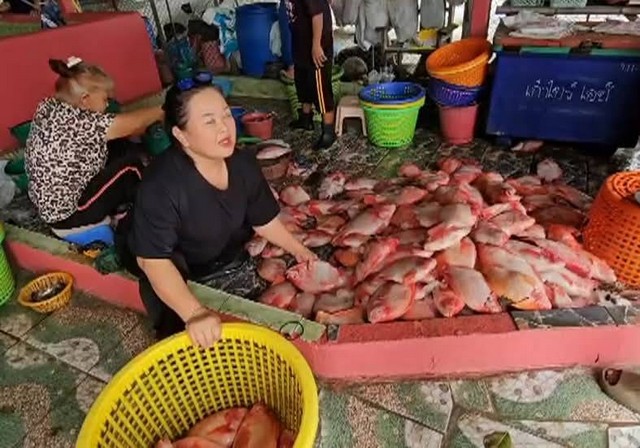 สระบุรี/เกษตรกรเสาไห้สระบุรีผู้เลี้ยงปลาในกระชังสอื้นแม่น้ำป่าสักเน่าปลาเลี้ยงในกระชังลอยคอตายเป็นเบือ เสียหายกว่า 2 ล้านบาท