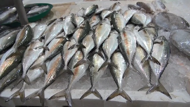 สงขลา-เรือประมงยังคงจอดท่าหยุดออกเรือ หลังคลื่นลมยังมีความรุนแรง ส่งผลกระทบสินค้าสัตว์น้ำในตลาดทรัพย์สินพลาซ่าขาดแคลน ปลาจากเรือประมงในอ่าวไทย