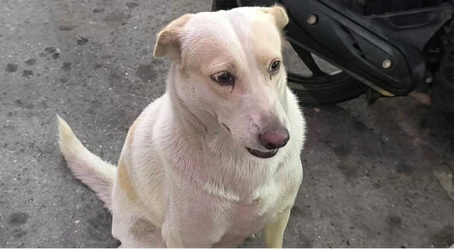 นครนายก – หมาจรแสนรู้ทุกวันหลังเนักเรียนเลิกเรียนพิเศษจะไปส่งนักเรียนลูกตำรวจถึงโรงพักทุกวัน