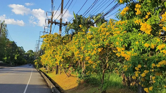 พังงา-สุดฟิน!!ทองอุไรสองฝั่งถนนเมืองประวัติศาสตร์ตะกั่วป่ายาว 7 ก.ม.ออกดอกบานสะพรั่งอวดโฉมให้นักท้องเที่ยวได้ชื่นชมความสวยงามจุใจ