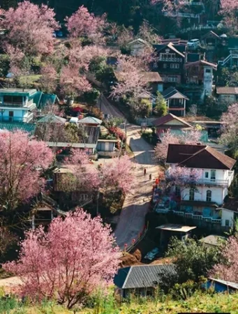 พิษณุโลก -ขอเชิญชวนเที่ยวชม หมู่บ้านสีชมพู (บ้านร่องกล้า) รับอากาศหนาว