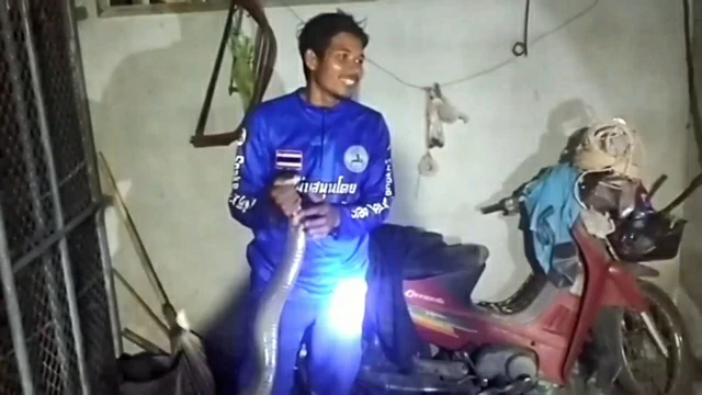 จงอางเกือบ 4 เมตร ซุกหน้าล้อรถ จยย. เลขทะเบียนชัดๆ เด็ดงวดนี้