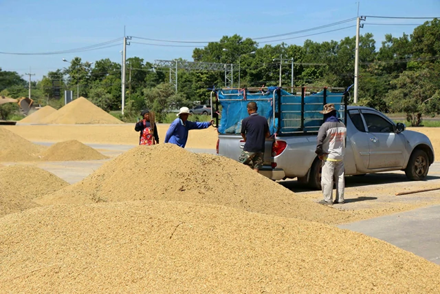 กาฬสินธุ์-ชาวนายิ้มได้ข้าวเปลือกราคาพุ่งตันละ 11,000-16,000 บาท