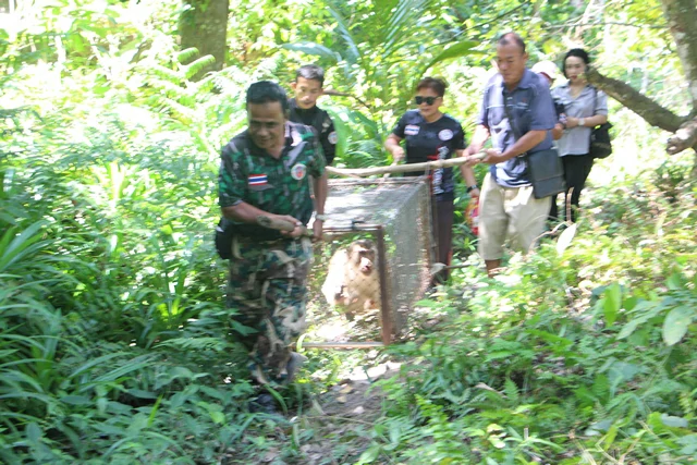 ยะลา-เบตง / ไม่รอด จับแล้วลิงกัดคนเสียชีวิต เฝ้า 3 วัน