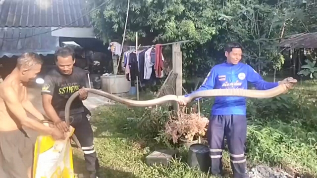 สงขลา-ชาวบ้านผวา สุนัขเห่าไล่จงอางยักษ์ เลื้อยผ่านไปซุกใต้ต้นลูกเงาะ แจ้งทีมปราบอสรพิษมาจับ