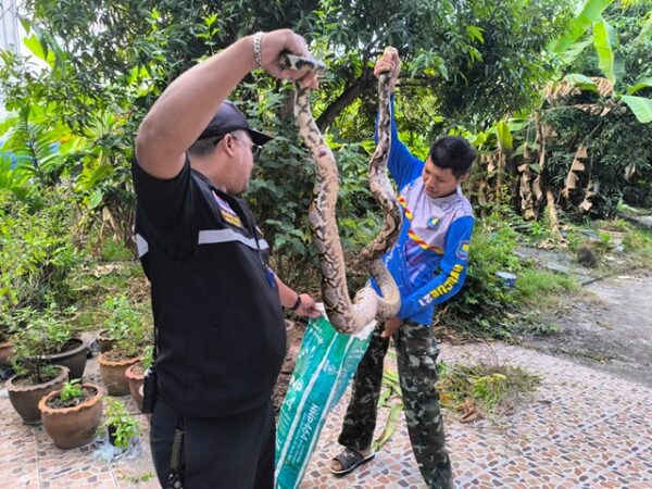 นครนายก ครูสาวเจองูเหลือมเข้าบ้านหวังเขมือบแมวกู้ภัยฯจับตัวได้ไม่พลาดส่องเลขทะเบียนบ้าน