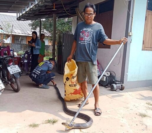 นครนายก กู้ชีพ-กู้ภัยร่วมจับงูจงอางตัวใหญ่ซุกตัวอยู่ในกองไม้เก่า ปล่อยคืนแหล่งธรรมชาติ