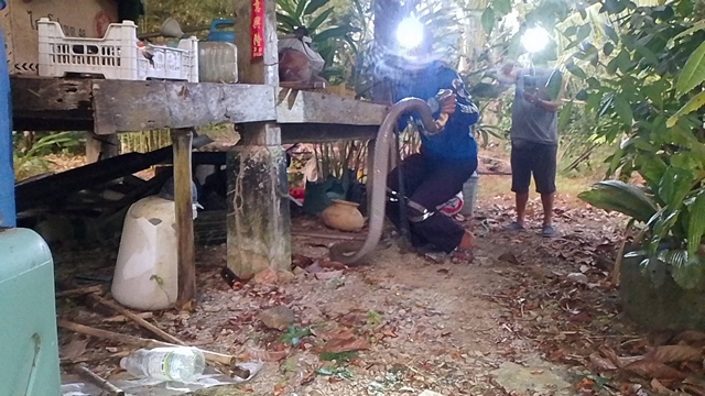 สงขลา-จงอางเกือบ 4 เมตร ถูกสุนัขเห่า รีบเลื้อยซุกล้อยางรถ ชาวบ้านเชื่อเลขบ้านเป็นเลขเด็ด