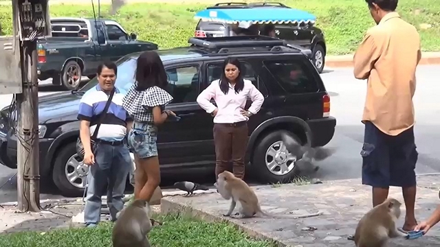 สงขลา-วันหยุดสุดสัปดาห์ นกพิราบและลิงเขาน้อยเขาตังกวนอิ่มเอมถ้วนหน้า หลังนักท่องเที่ยวเดินทางมาท่องเที่ยวที่แหลมสมิหลาสงขลา