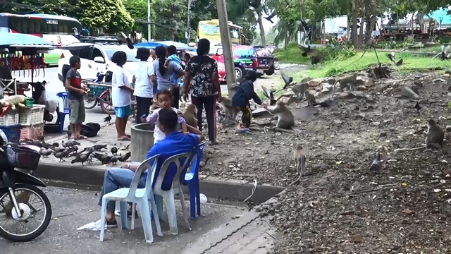 สงขลา-วันหยุดยาวปีใหม่ 2569 ลิงและนกพิราบเชิงเขาน้อย-เขาตังกวนอิ่มเอมถ้วนหน้า