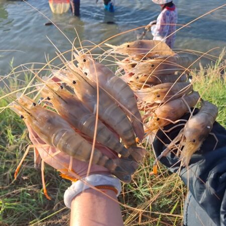 กาฬสินธุ์ควันหลงปีใหม่กุ้งก้ามกรามขายดีเป็นประวัติการณ์ขาดตลาดแล้ว