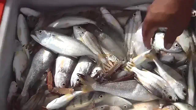 สงขลา-ชาวประมงพื้นบ้าน นำเรือออกจับปลาอีก2วัน ก่อนที่จะหยุดออกเรืออีกครั้ง หลังกรมอุตุนิยมวิทยาแจ้งเตือนคลื่นลมแรง