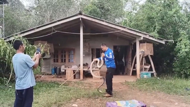 จงอางตัวใหญ่ เลื้อยซุกหลังชั้นวางทีวี มาส่งท้ายปีเก่า เชื่อบ้านเลขที่ เลขเด็ด