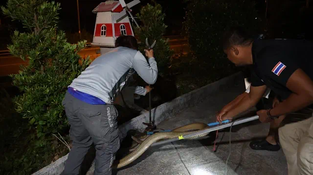 ยะลา-เบตง ผวา งูจงอางยาว 4 เมตร อยู่คูน้ำหน้าบ้าน